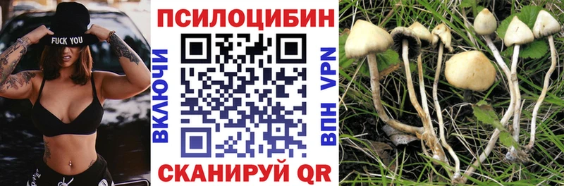 Псилоцибиновые грибы Cubensis  закладки  Брянск 